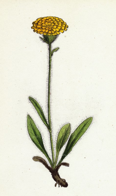 Hieracium holosericeum; Woolly-headed Hawkweed