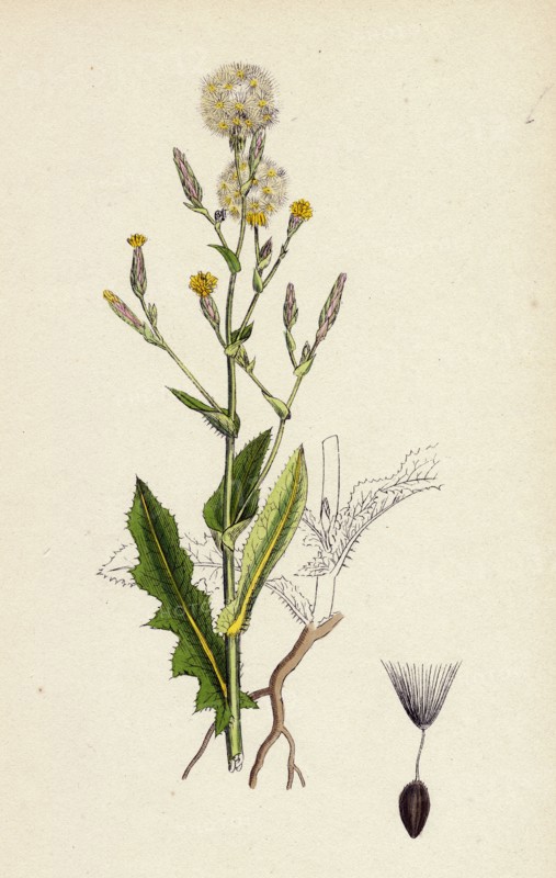 Lactuca Scariola; Prickly Lettuce