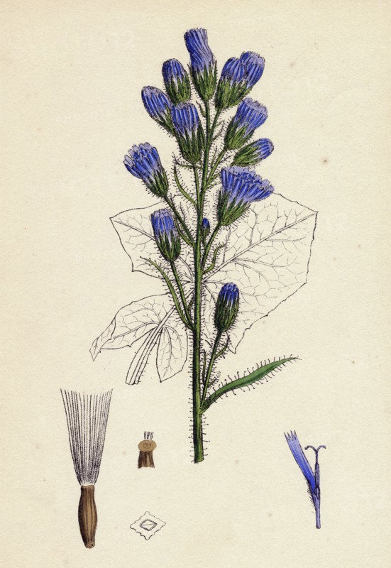 Mulgedium alpinum; Blue Sow-thistle