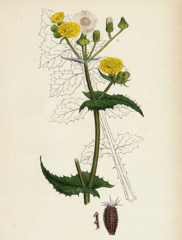 Sonchus oleraceus; Smooth Sow-thistle