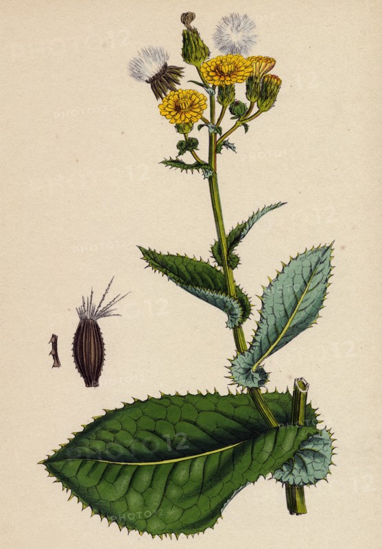 Sonchus asper; Rough Sow-thistle, form with undivided leaves