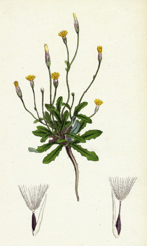 Hypochoeris glabra; Smooth Cat's-ear