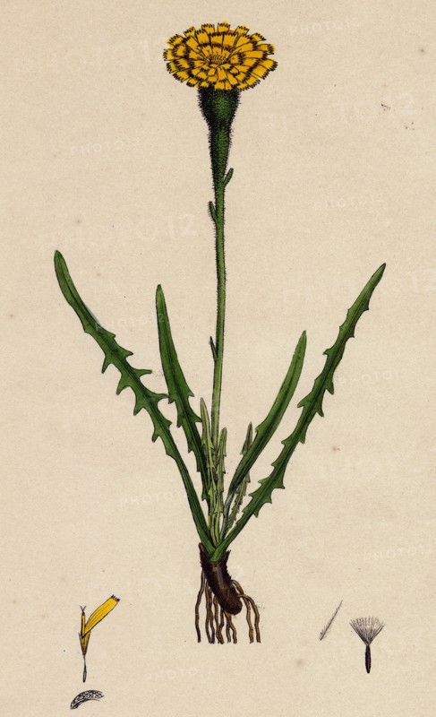 Leontodon autumnalis, var. pratensis; Autumnal Hawk-bit, var. B.
