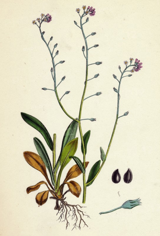 Myosotis arvensis; Field Forget-me-not