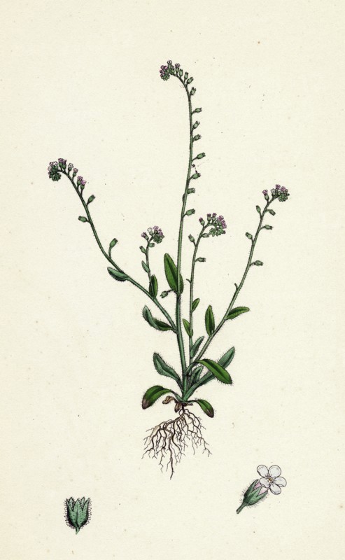 Myosotis collina; Dwarf Forget-me-not