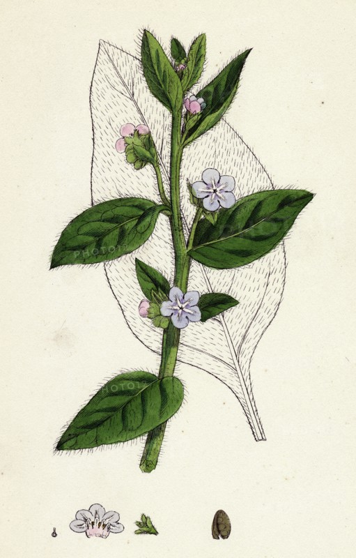 Anchusa sempervirens; Evergreen Alkanet
