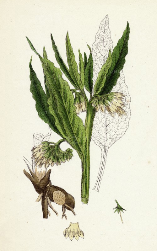 Symphytum officinale, var. genuinum; Common Comfrey, var. a.
