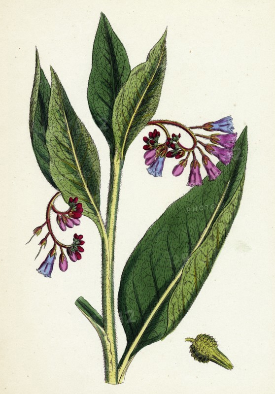 Symphytum officinale, var. patens; Common Comfrey, var. B.
