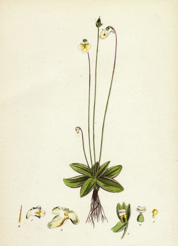 Pinguicula alpina; Alpine Butterwort