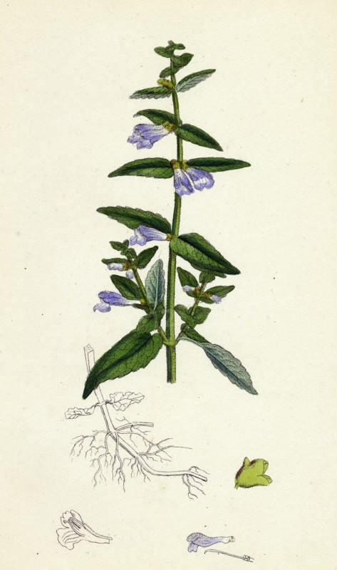 Scutellaria galericulata; Common Scull-cap
