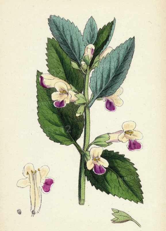 Melittis Melissophyllum (grandiflora); Bastard Balm