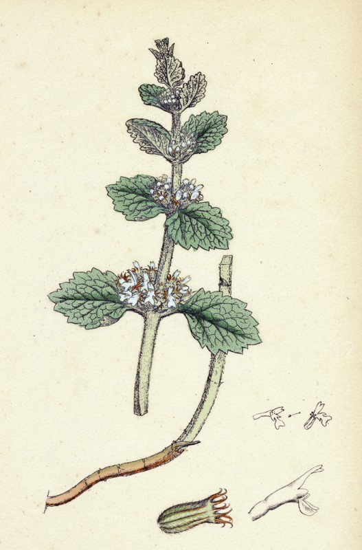Marrubium vulgare; White Horehound