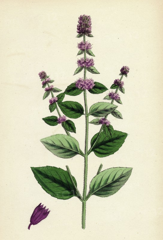 Mentha sativa, var. paludosa; Marsh Whorled Mint, var. B.