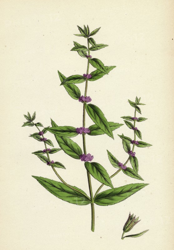 Mentha gracilis, var. genuina; Slender Mint