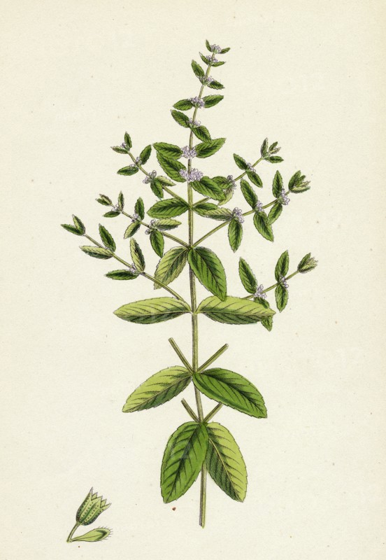 Mentha pratensis; Meadow Mint