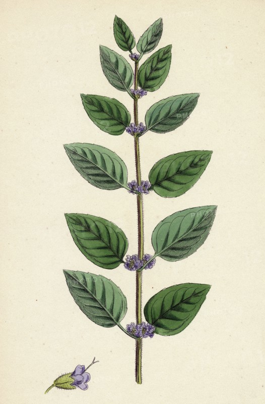 Mentha arvensis, var. Allionii; Corn Mint, var. e.