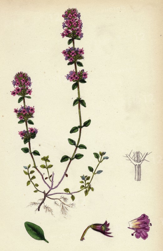 Thymus Chamaedrys; Larger Wild Thyme