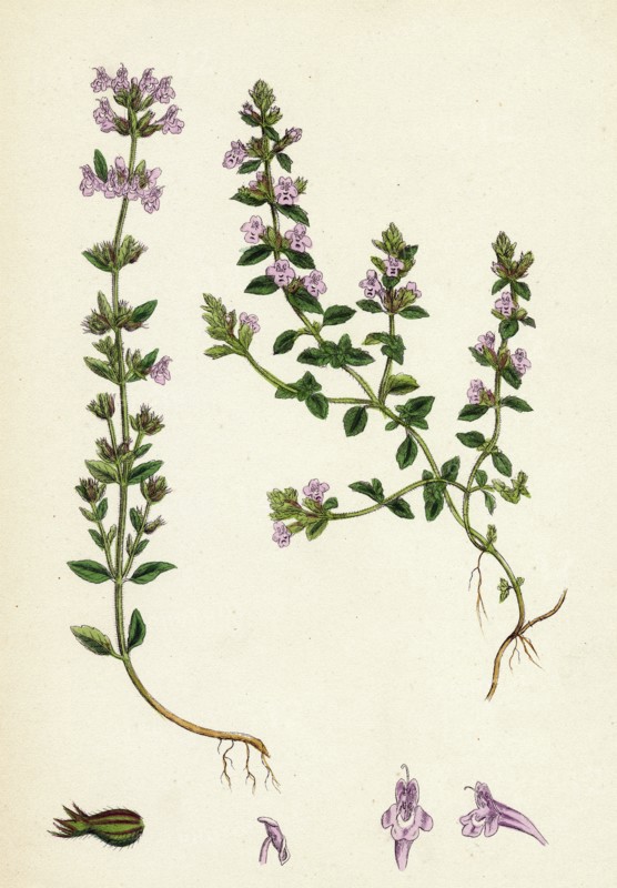 Calamintha Acinos; Basil Thyme