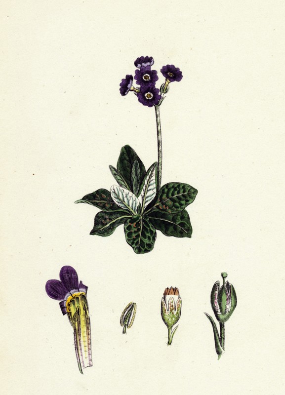 Primula Scotica; Scottish Birds-eye Primrose