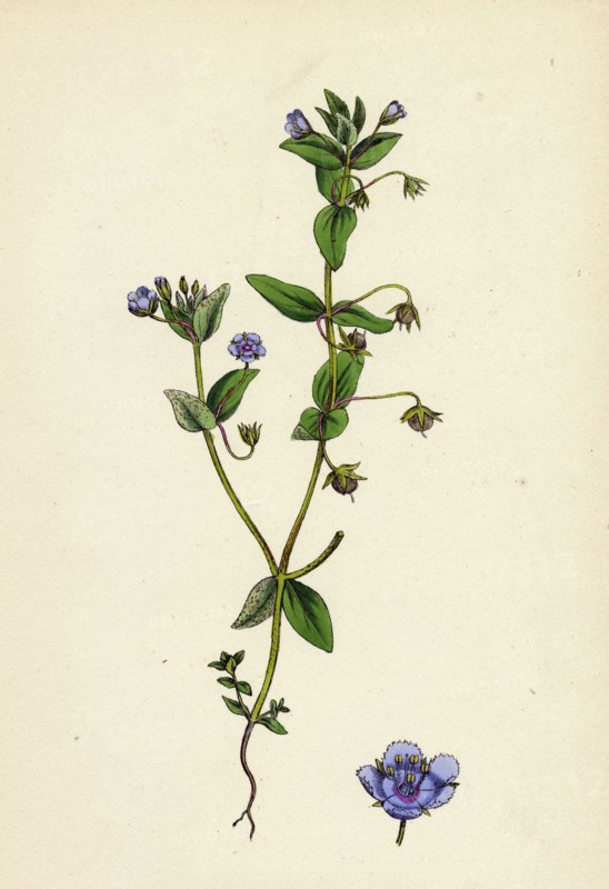 Anagallis arvensis, var. caerulea; Blue Pimpernel