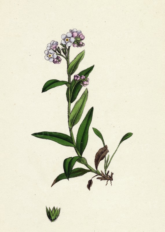 Myosotis alpestris; Alpine Forget-me-not