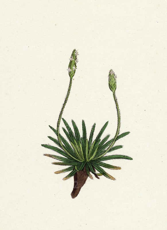Plantago maritima, var. hirsuta; Sea Plantain, var. y.