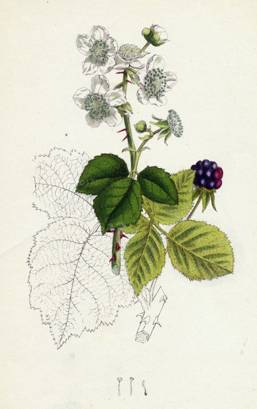 Rubus corylifolius; Hazel-leaved Bramble
