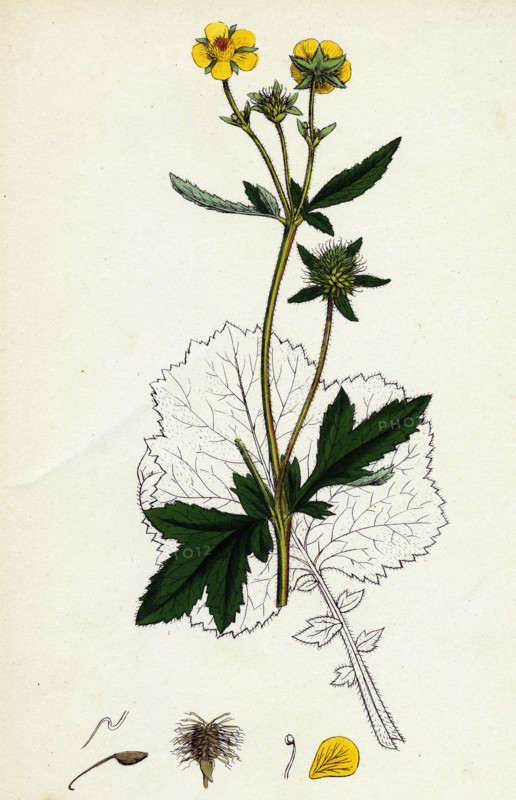 Geum urbanum; Wood Avens