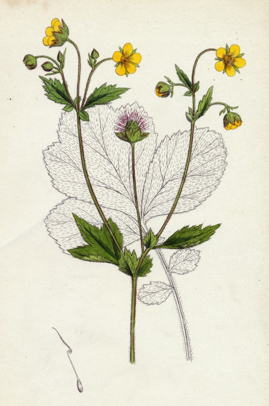 Geum intermedium; Intermediate Avens