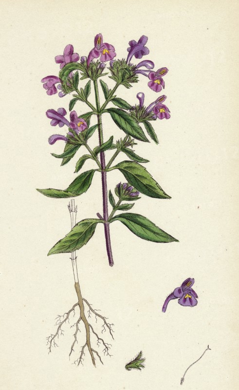 Galeopsis angustifolia; Narrow-leaved Hemp-nettle