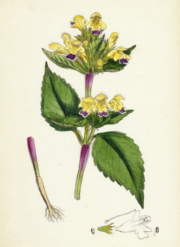 Galeopsis versicolor; Large-flowered Hemp-nettle
