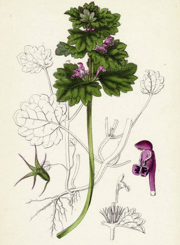 Lamium intermedium; Intermediate Dead-nettle