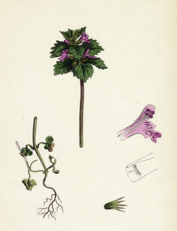 Lamium incisum; Cut-leaved Dead-nettle