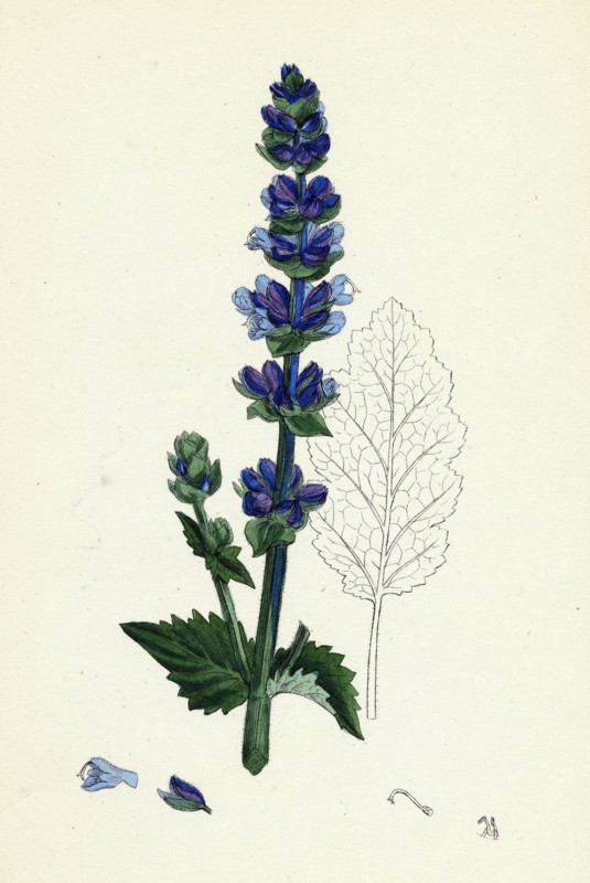 Salvia Verbenaca; Wild English Clary