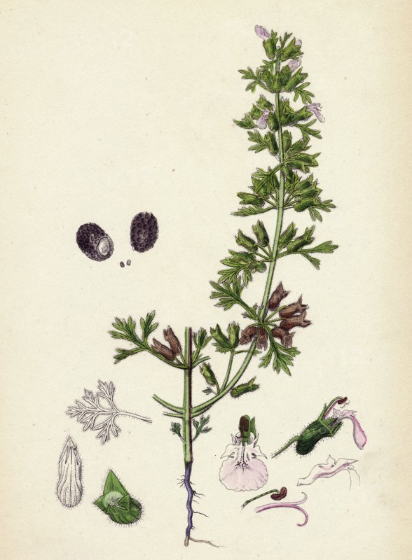 Teucrium Botrys; Cut-leaved Germander