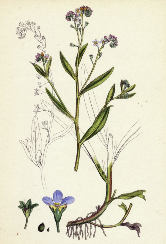 Myosotis caespitosa; Tufted Water Forget-me-not