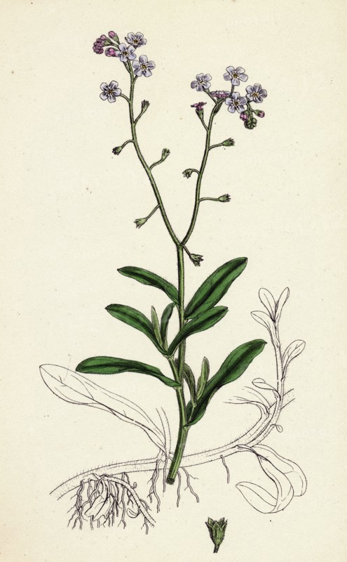 Myosotis palustris; Great Water Forget-me-not