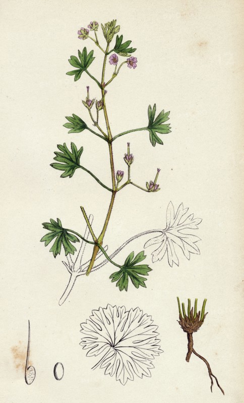 Geranium pusillum; Small-flowered Crane's-bill