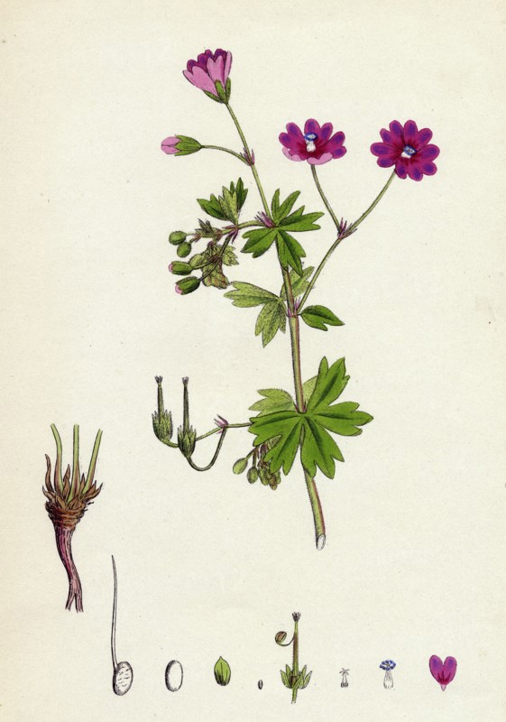 Geranium Pyrenaicum; Mountain Crane's-bill