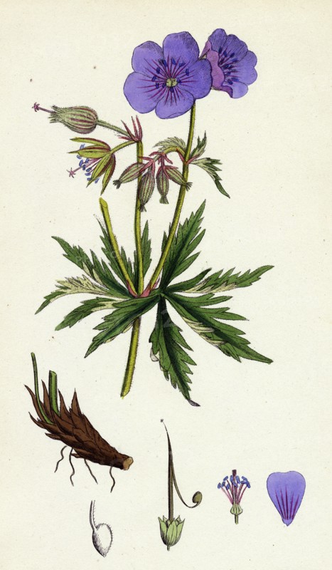 Geranium pratense; Blue Meadow Crane's-bill