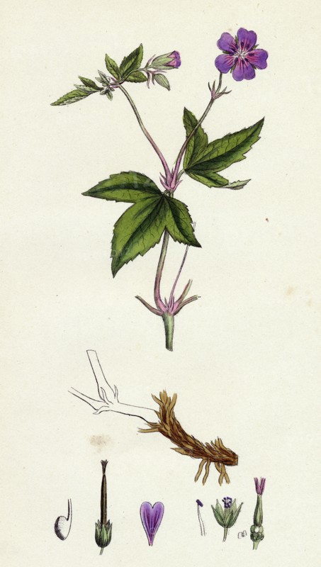 Geranium nodosum; Knotty Crane's-bill