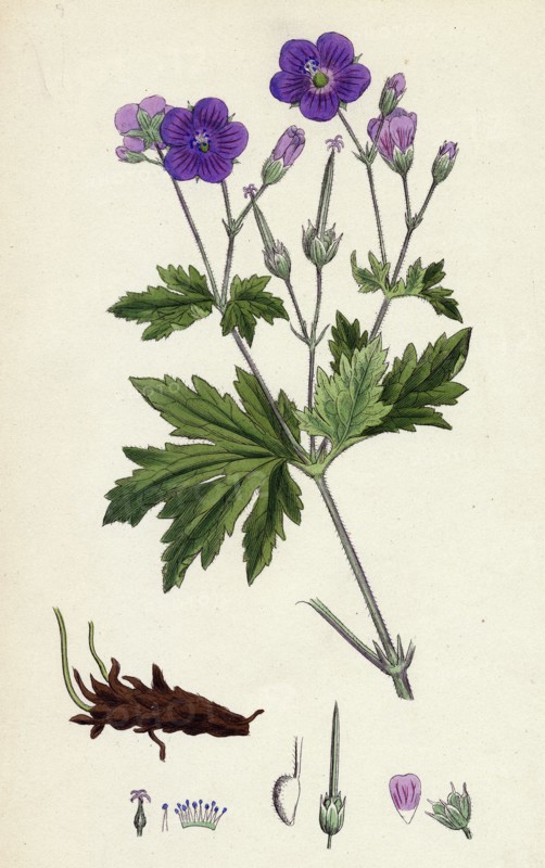 Geranium sylvaticum; Wood Crane's-bill