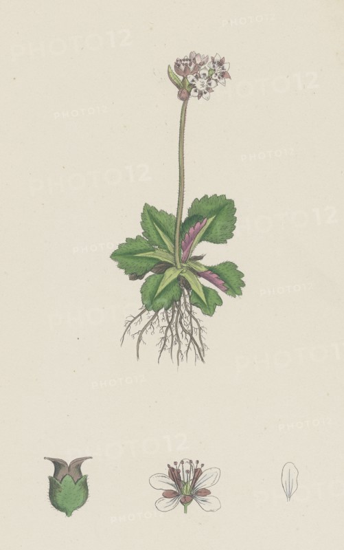 Saxifraga nivalis; Alpine clustered Saxifrage