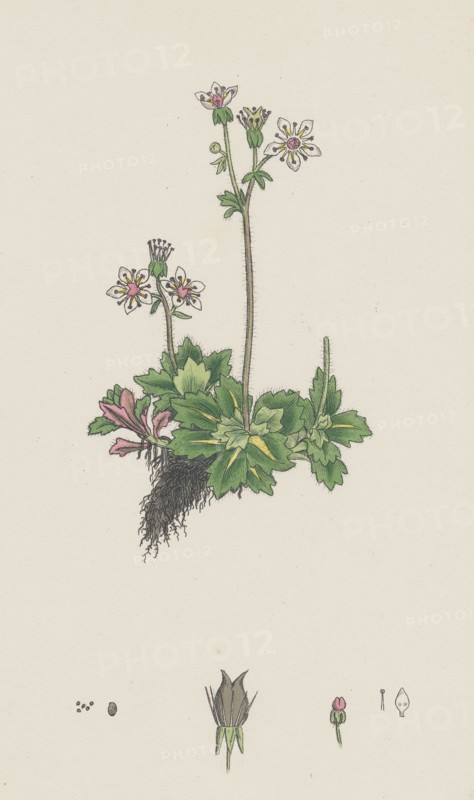 Saxifraga stellaris; Starry Saxifrage