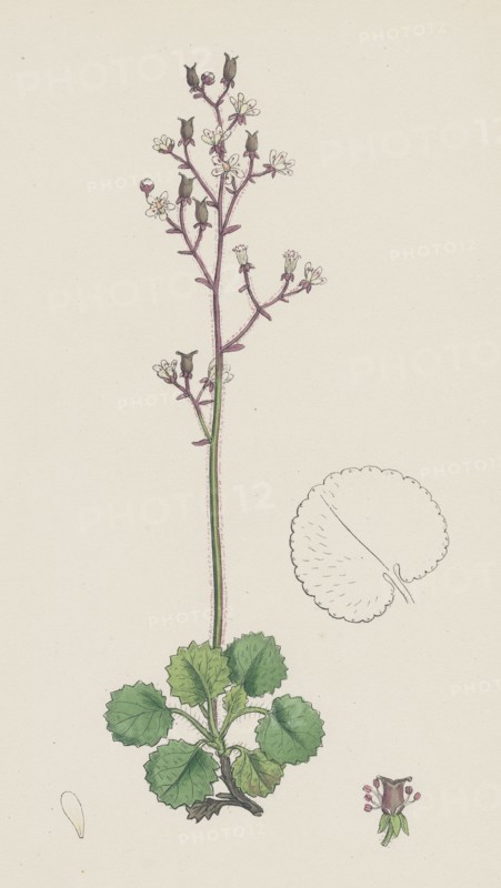 Saxifraga Geum; Kidney-leaved London-Pride