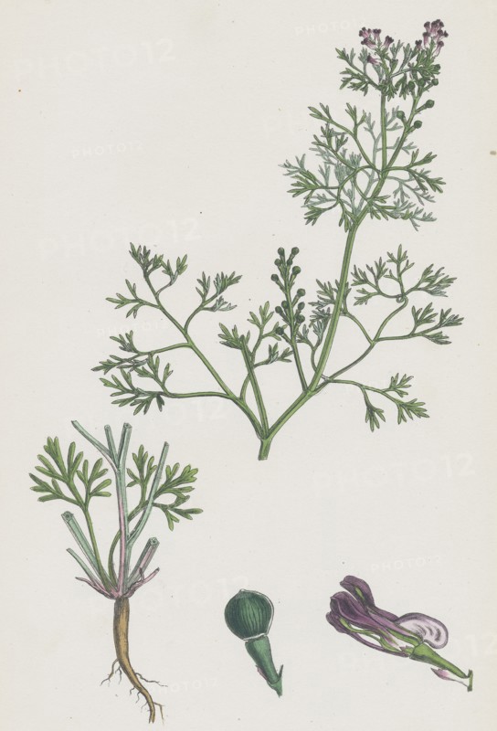 Fumaria Vaillantii; Vaillant's Small-flowered Fumitory