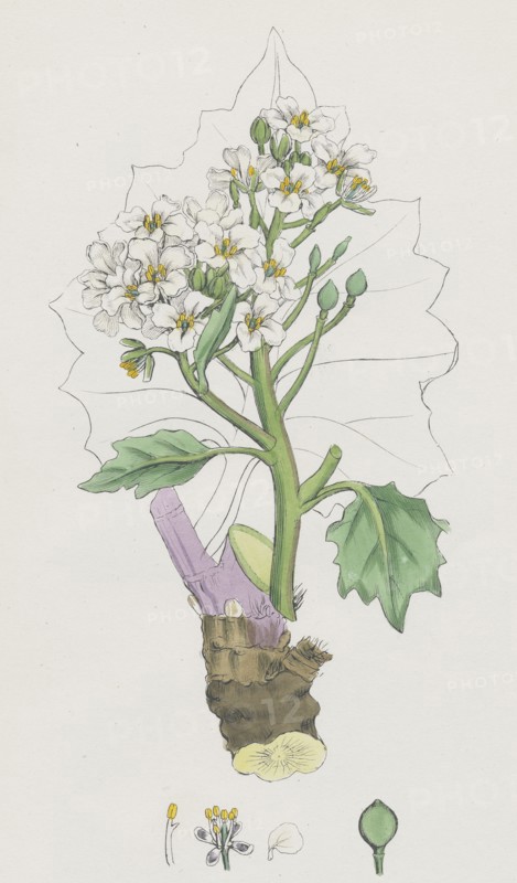 Crambe maritima; Sea Kale