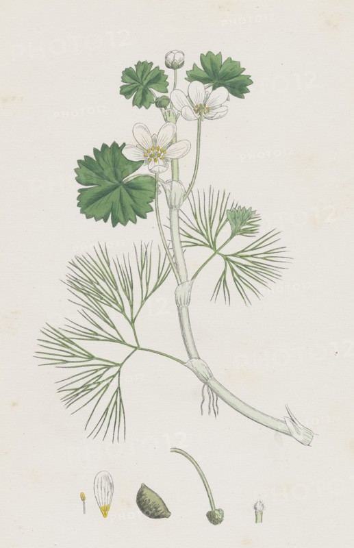 Ranunculus heterophyllus; Various leaved Water-crowfoot