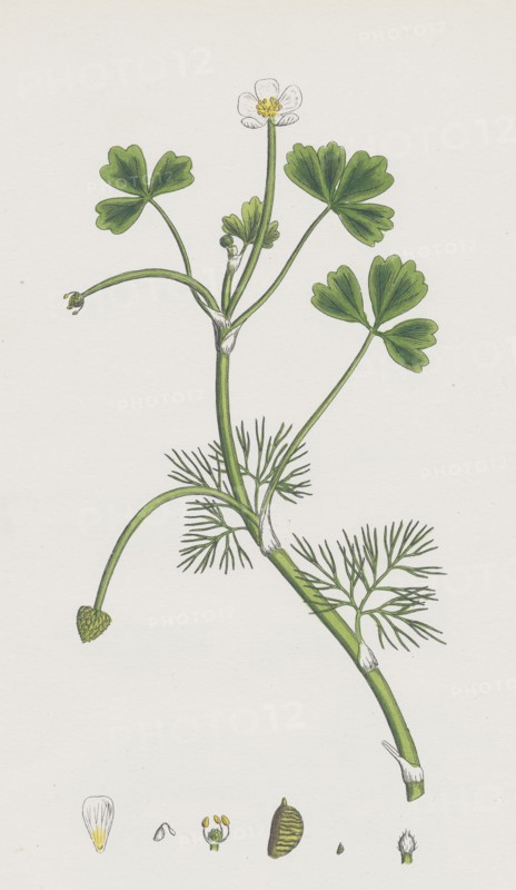 Ranunculus Baudottii, var. B; Confusa