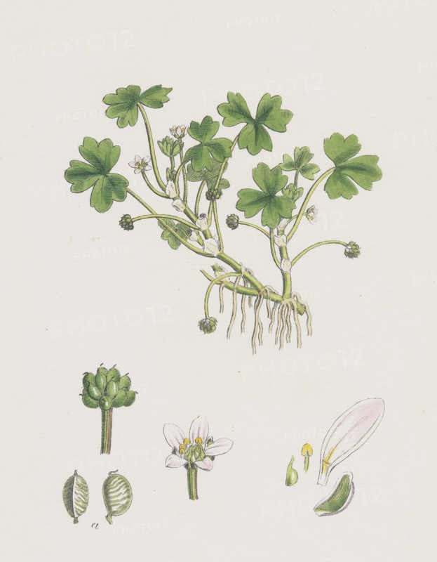 Ranunculus tripartitus; Three-lobed Water-crowfoot